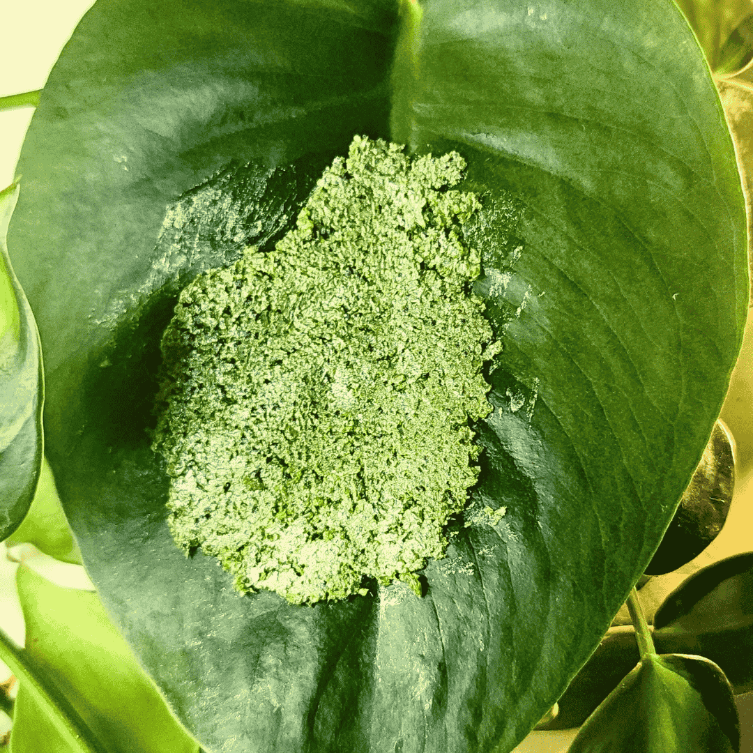 Maracuja Kiwi Passion Texture on Leaf